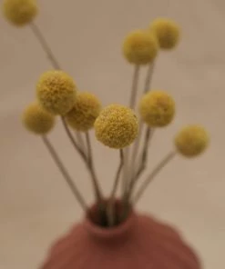Atlas Flowers Dried Craspedia ' Billy Buttons'