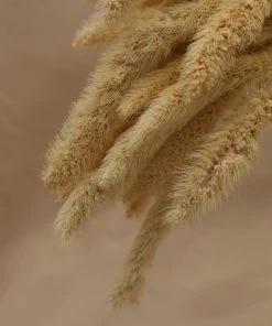 Atlas Flowers Dried Ecru Setaria Pendula Grass Dried Flowers
