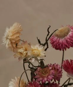 Atlas Flowers Dried Flowers Dried Helichrysums Mixed Colours