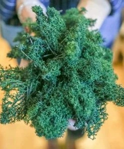 Atlas Flowers Dried Reindeer Moss 7 Atlas Flowers Dried Reindeer Moss