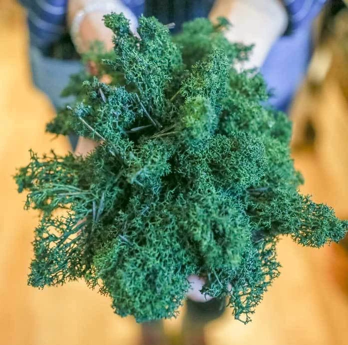 Atlas Flowers Dried Reindeer Moss 5 Atlas Flowers Dried Reindeer Moss