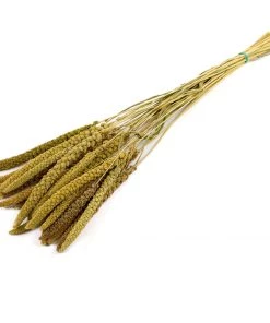 Atlas Flowers Dried Green Setaria Italica Dried Flowers