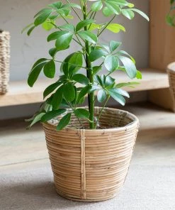 Garden Trading Mayfield Rattan Lined Basket Plant Pot Plant Pots