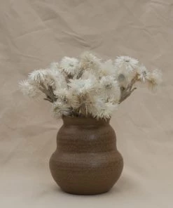 Atlas Flowers Dried White Helichrysum Vestitum Dried Flowers