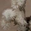 Atlas Flowers Dried White Helichrysum Vestitum Dried Flowers 1 Atlas Flowers Dried White Helichrysum Vestitum Dried Flowers