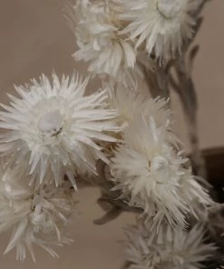 Atlas Flowers Dried White Helichrysum Vestitum Dried Flowers