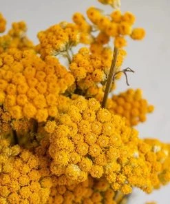 Atlas Flowers Dried Natural Yellow Lona Flowers Dried Flowers