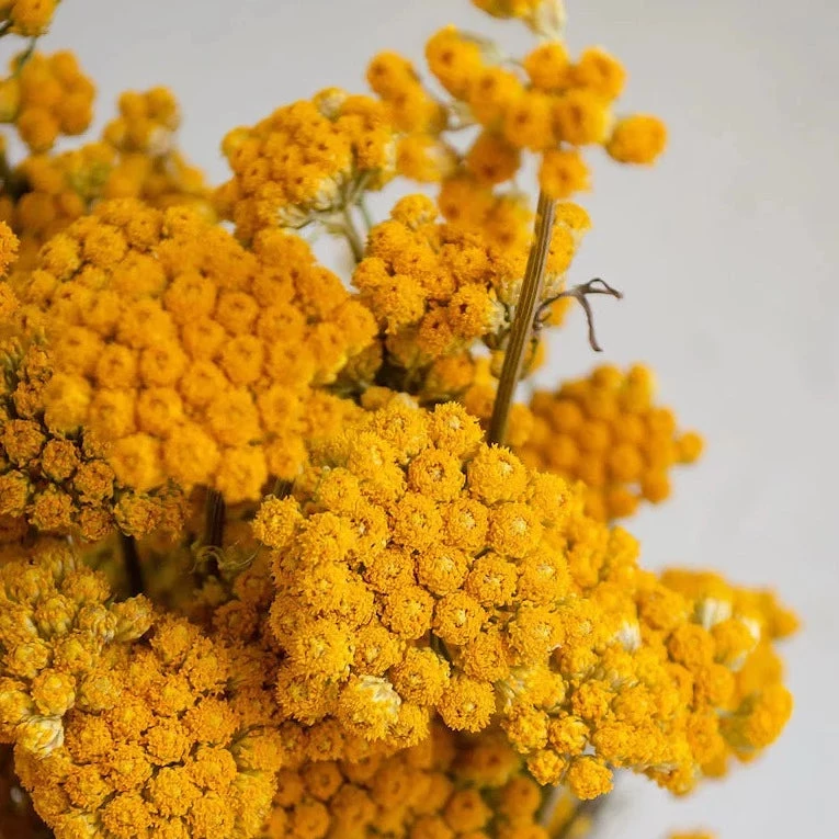 Atlas Flowers Dried Natural Yellow Lona Flowers Dried Flowers 3 Atlas Flowers Dried Natural Yellow Lona Flowers Dried Flowers