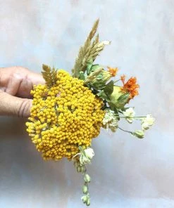 Atlas Flowers Dried Yellow Achillea Parker Flowers