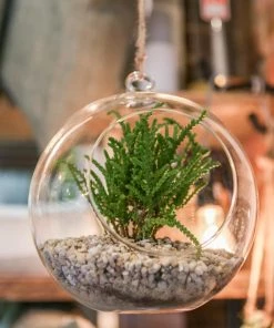 Ted Langley Glass Hanging Terrarium-12cm