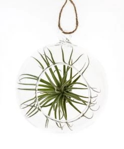 Ted Langley Glass Hanging Terrarium-12cm