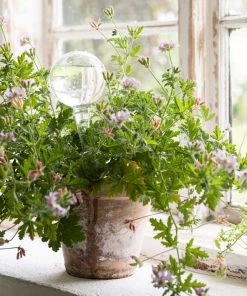 Affari Plant Watering Glass Globe Outdoor