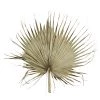 Madam Stoltz Giant Natural Dried Palm Leaf