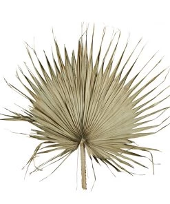 Madam Stoltz Giant Natural Dried Palm Leaf